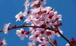 Spring Intensive Courses