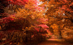 Autumn Intensive Courses